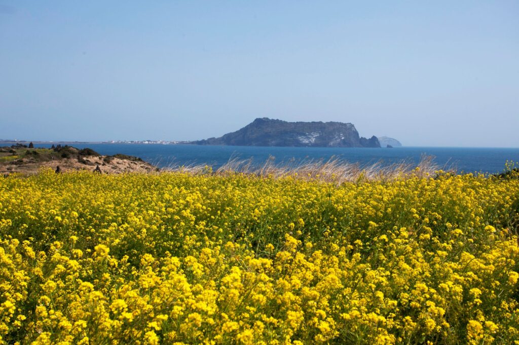 rapeseed field and sea