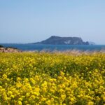 rapeseed field and sea