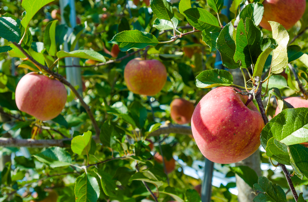 Korean Fruit: Korean Apple (Sagwa, 사과) image