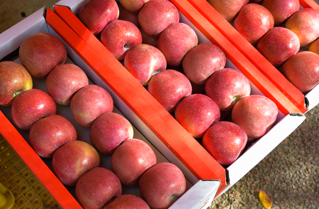 Korean Fruit: Korean Apple (Sagwa, 사과) image