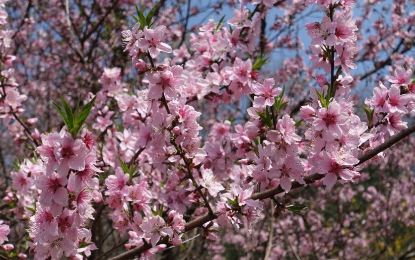 Korean Fruits: Korean Peaches (Bok-sunga, 복숭아) image