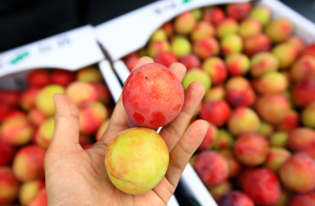 Korean Fruits: Korean Plums (Jadu, 자두) image