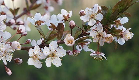 Korean Fruits: Korean Plums (Jadu, 자두) image