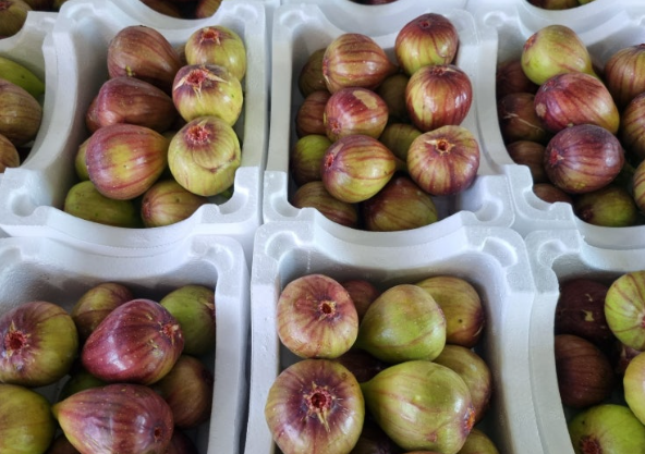 Fresh Korean figs are displayed in white foam packaging at a local market, ready for sale.
