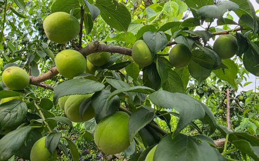 Korean Fruit: Korean Green Plum (Maesil, 매실) image
