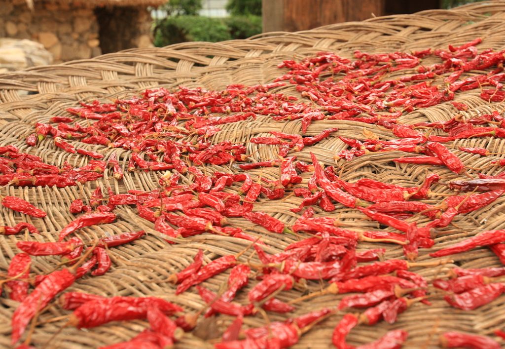 Ripe red chili peppers (고추) are spread on woven trays to dry in the sun before being ground into gochugaru (고춧가루), Korean chili pepper powder.