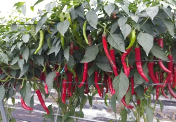Korean chili peppers (gochu, 고추) ripen on the plant, changing from green to red before harvest.